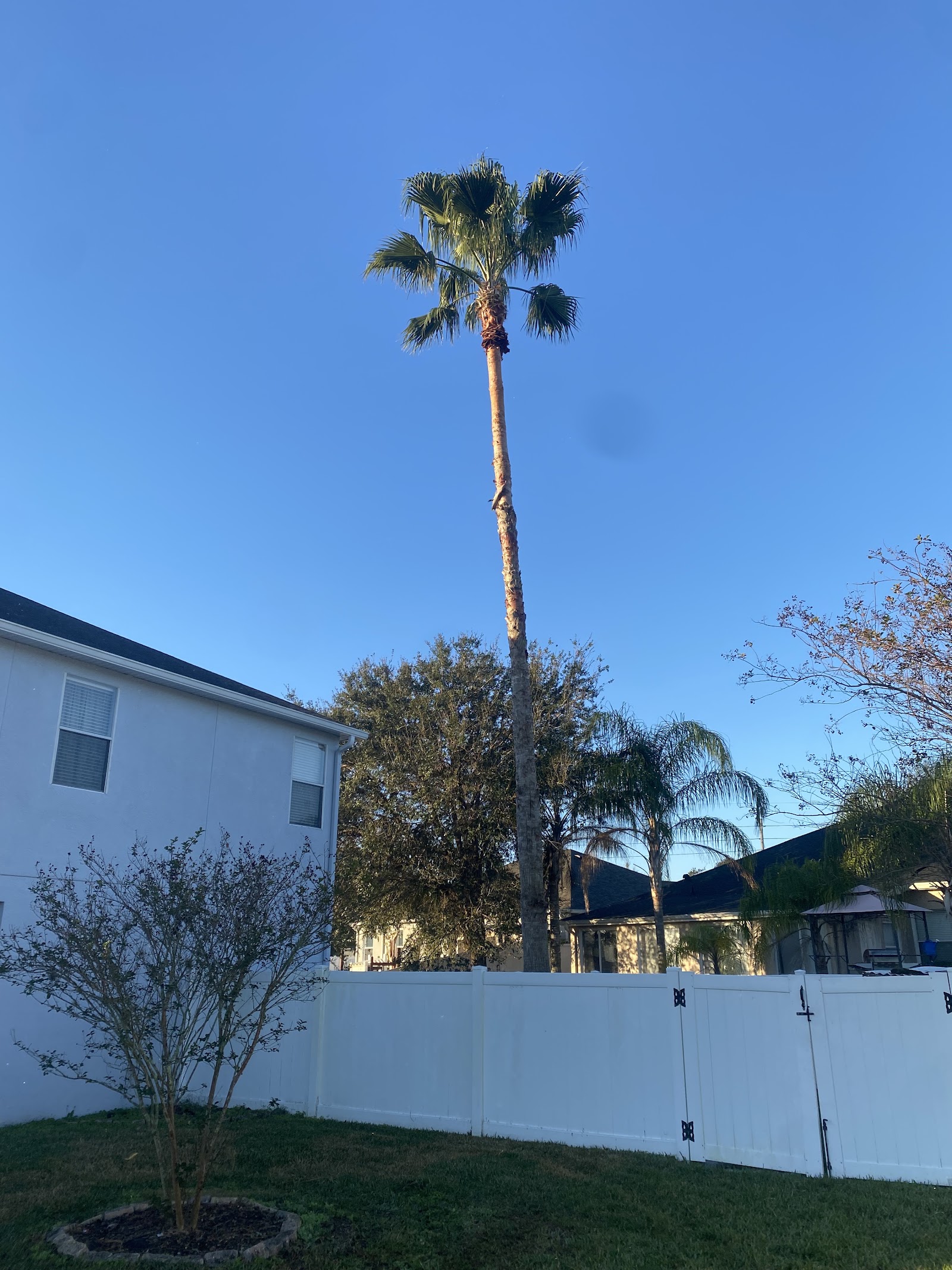 Florida Green Lawn Tree Service